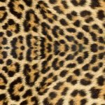 Leopard buff